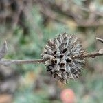 Salvia leucophylla फल