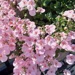 Diascia rigescens Květ