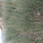 Ephedra major Yaprak