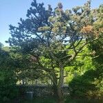 Pinus aristata Elinympäristö