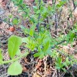 Elaeodendron transvaalense Leaf