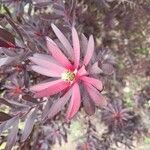 Leucadendron salignum Blomma