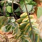 Kalanchoe marnieriana Leaf