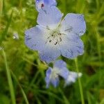 Nemophila phacelioides Цвят