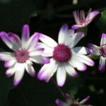 Pericallis lanata Floare