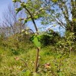 Scrophularia scorodonia Flower