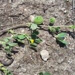 Medicago scutellata Habit