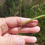 Urochloa eminii 花