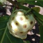 Morinda citrifolia 果實