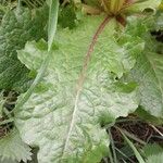 Lactuca virosa Feuille