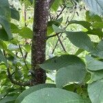 Prunus padus Rhisgl