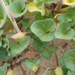 Calystegia soldanella Leaf