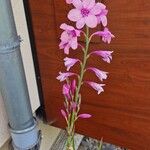 Watsonia borbonica Blüte