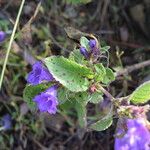 Strobilanthes tomentosa Buveinė