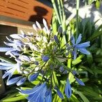 Agapanthus praecoxFlower