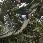 Noronhia emarginata Fruit