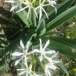 Pancratium illyricum Flower