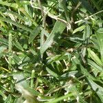 Silene ciliata Hoja