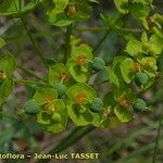 Euphorbia seguieriana Otro