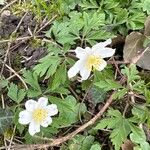 Anemone nemorosa Flower