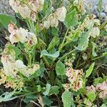 Rumex vesicarius عادت داشتن