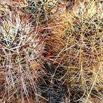 Sclerocactus parviflorus Leaf