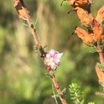 Cuscuta epithymum Flor