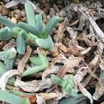 Cheiridopsis denticulata Hábito