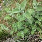 Teucrium fruticansList