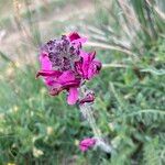 Pedicularis cenisia Flower