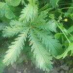 Potentilla thurberi ഇല