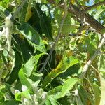 Ipomoea arborescens Leaf