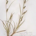 Carex punctata Habitatea