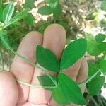 Lotus pedunculatus Leaf