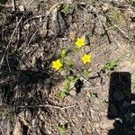 Centaurium maritimum 花