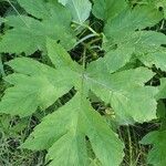 Heracleum maximum Hoja