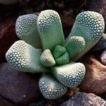 Titanopsis primosii Leaf