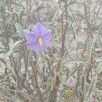Solanum hindsianum Flower