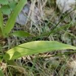 Luzula parviflora Leaf