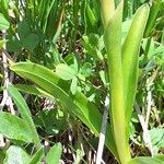 Orchis mascula Leaf