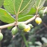 Celtis iguanaea फल