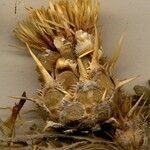 Centaurea acaulis Flor