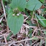 Richardia scabra Feuille