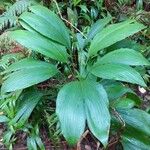 Asplundia insignis Hoja