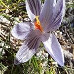 Crocus corsicus Flower