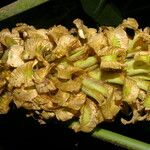 Calathea guzmanioides Fruit