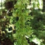 Rumex obtusifoliusFlower