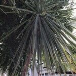 Cordyline indivisa পাতা