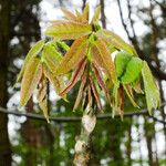 Juglans regia Lapas