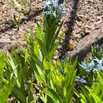 Amsonia ciliata Buveinė